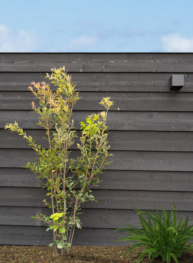 Steeneik | Quercus Ilex | meerstammig