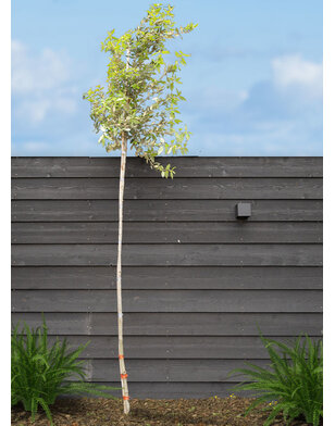 Steeneik | Quercus Ilex | boom