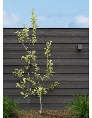 Appelboom | Malus domestica Elstar
