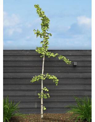 Japanse notenboom | Ginkgo biloba