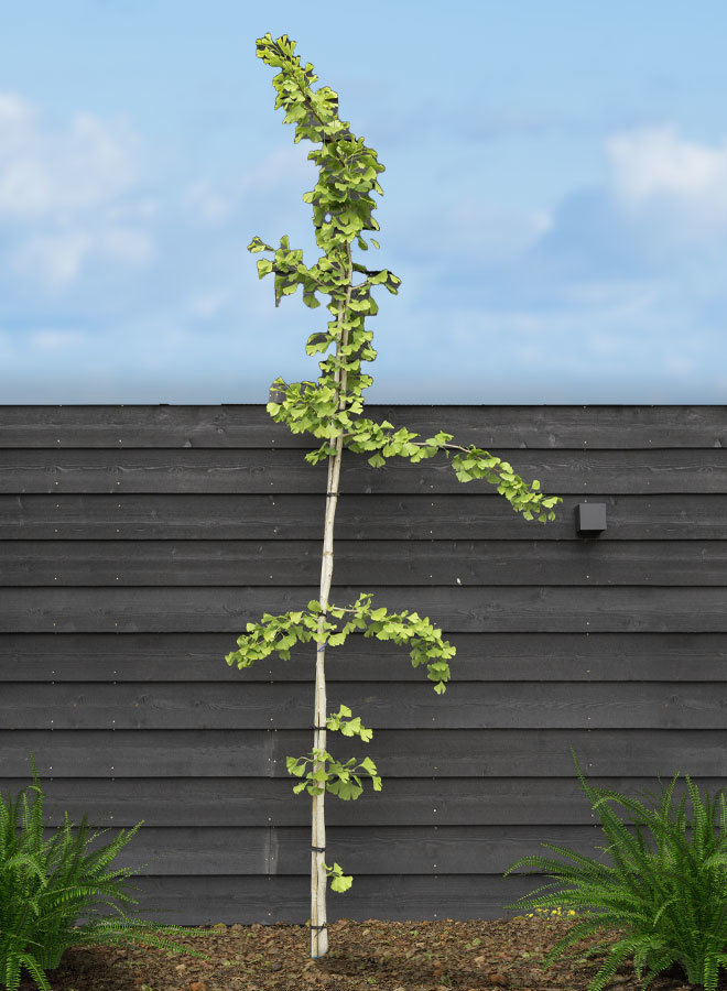 Japanse notenboom | Ginkgo biloba