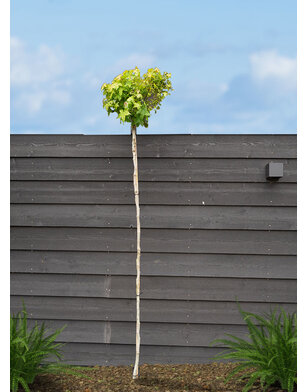 Bol-amberboom | Liquidambar styraciflua Gum Ball