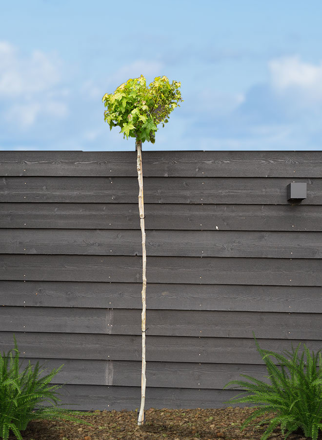 Bol-amberboom | Liquidambar styraciflua Gum Ball