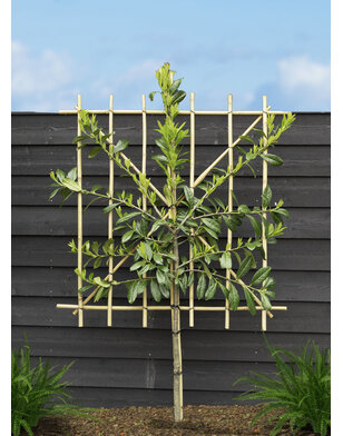 Lei-laurier | Groenblijvende leiprunus