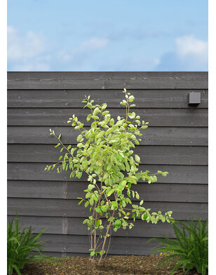 Krentenboom meerstammig | Amelanchier Lamarckii