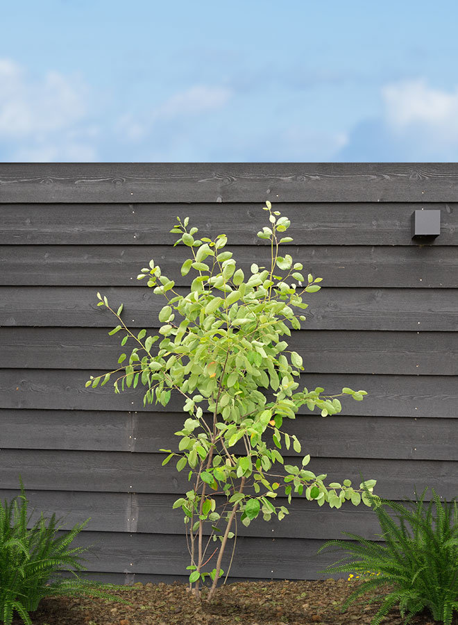 Krentenboom meerstammig | Amelanchier Lamarckii