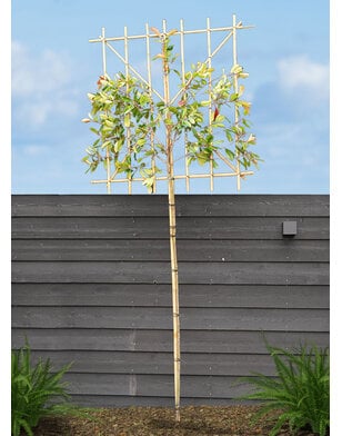 Glansmispel als leiboom | Photinia fr. Red Robin