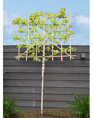 Amberboom als leiboom | Lei-Liquidambar styraciflua Worplesdon