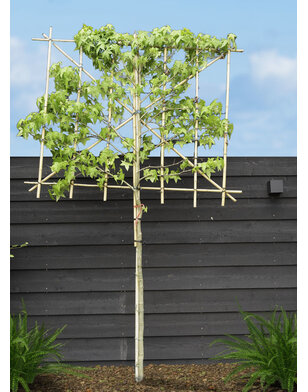 Liquidambar styraciflua amberboom als leiboom