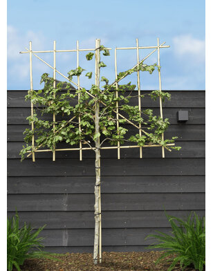 Leibeuk groen | Fagus sylvatica