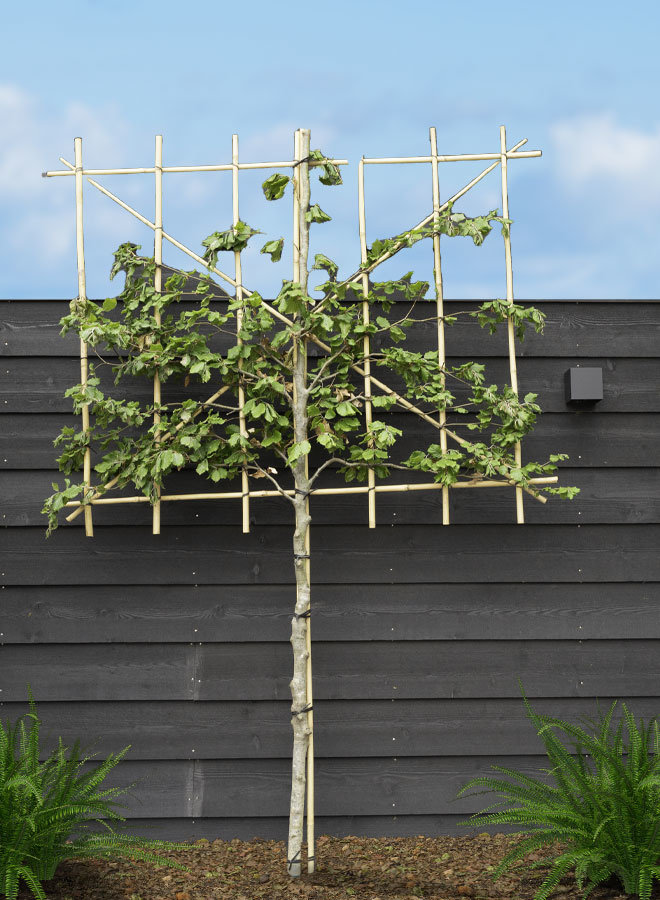 Leibeuk groen als leiboom | Fagus sylvatica