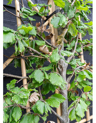 Leibeuk groen | Fagus sylvatica