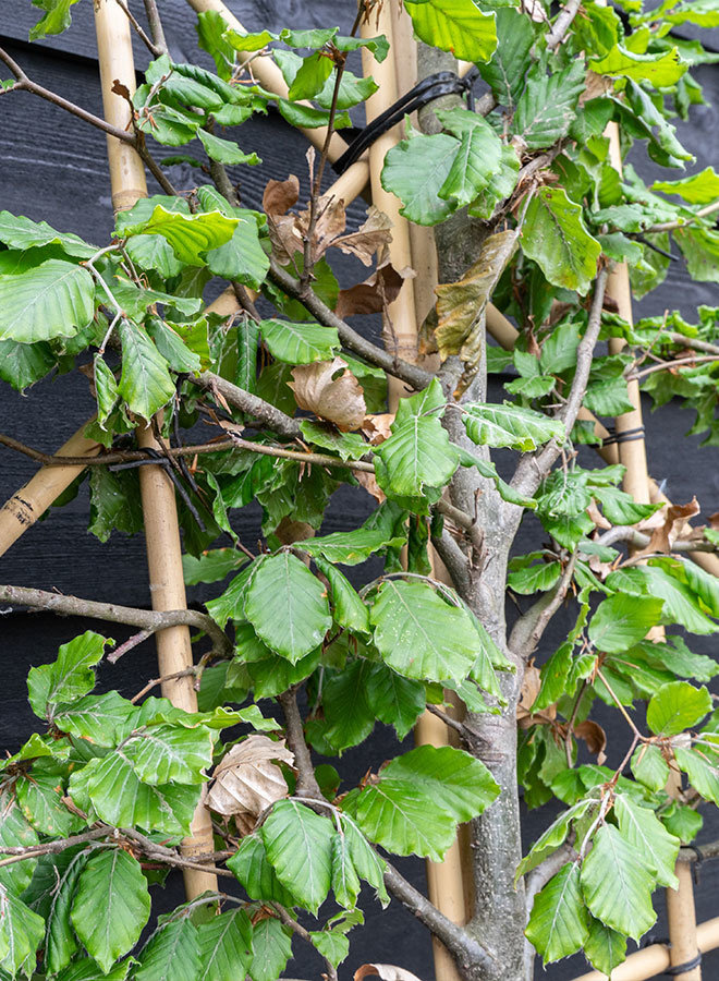 Leibeuk groen als leiboom | Fagus sylvatica