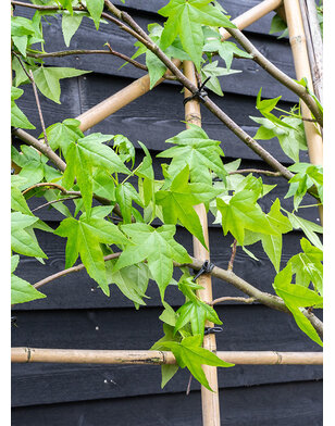 Liquidambar styraciflua amberboom als leiboom