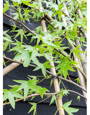 Amberboom als leiboom | Lei-Liquidambar styraciflua Worplesdon