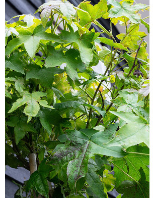 Bol-amberboom | Liquidambar styraciflua Gum Ball