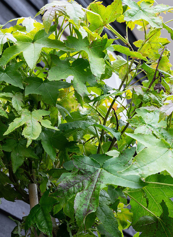 Bol-amberboom | Liquidambar styraciflua Gum Ball