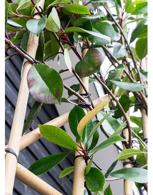 Glansmispel als leiboom | Photinia fr. Red Robin