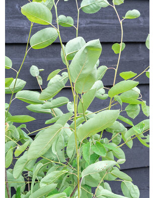Krentenboom meerstammig | Amelanchier Lamarckii