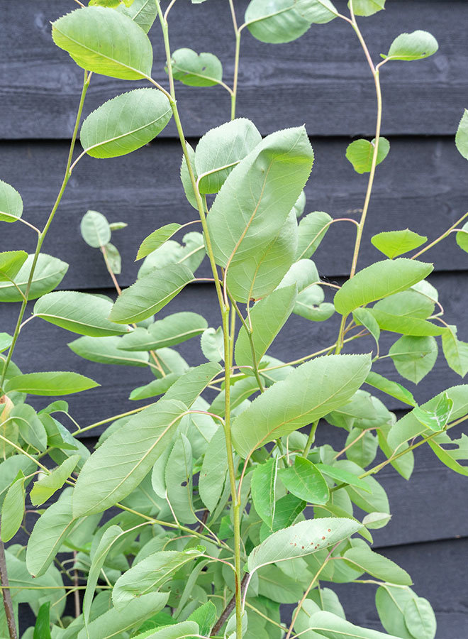 Krentenboom meerstammig | Amelanchier Lamarckii