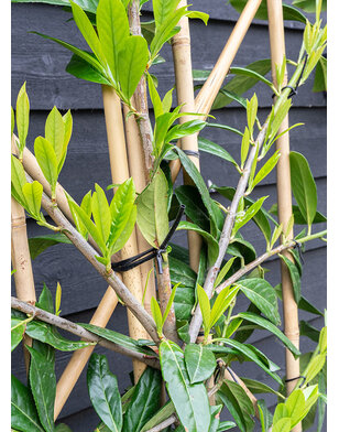 Lei-laurier | Groenblijvende leiprunus