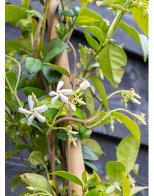 Toscaanse jasmijn | klimplant | Sterjasmijn