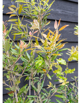 Steeneik | Quercus Ilex | meerstammig