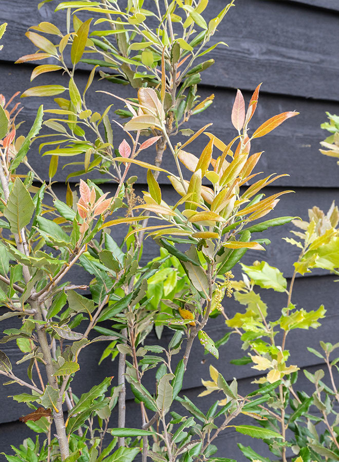 Steeneik | Quercus Ilex | meerstammig