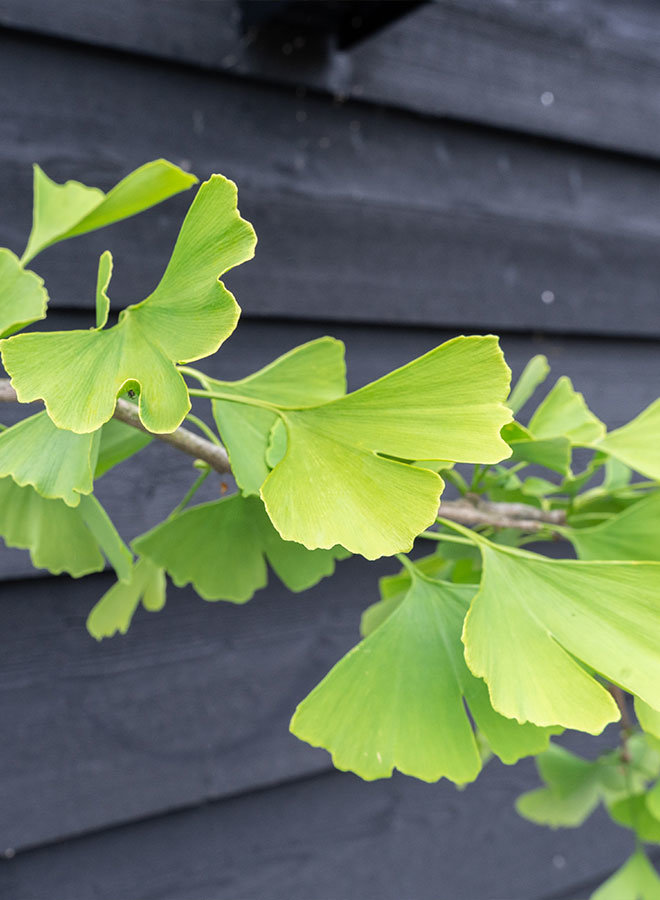 Japanse notenboom | Ginkgo biloba