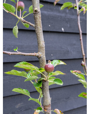 Appelboom | Malus domestica Elstar