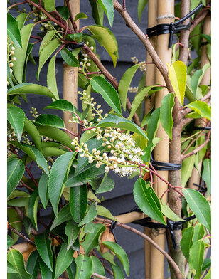 Portugese laurier als leiboom | Prunus lusitanica Angustifolia