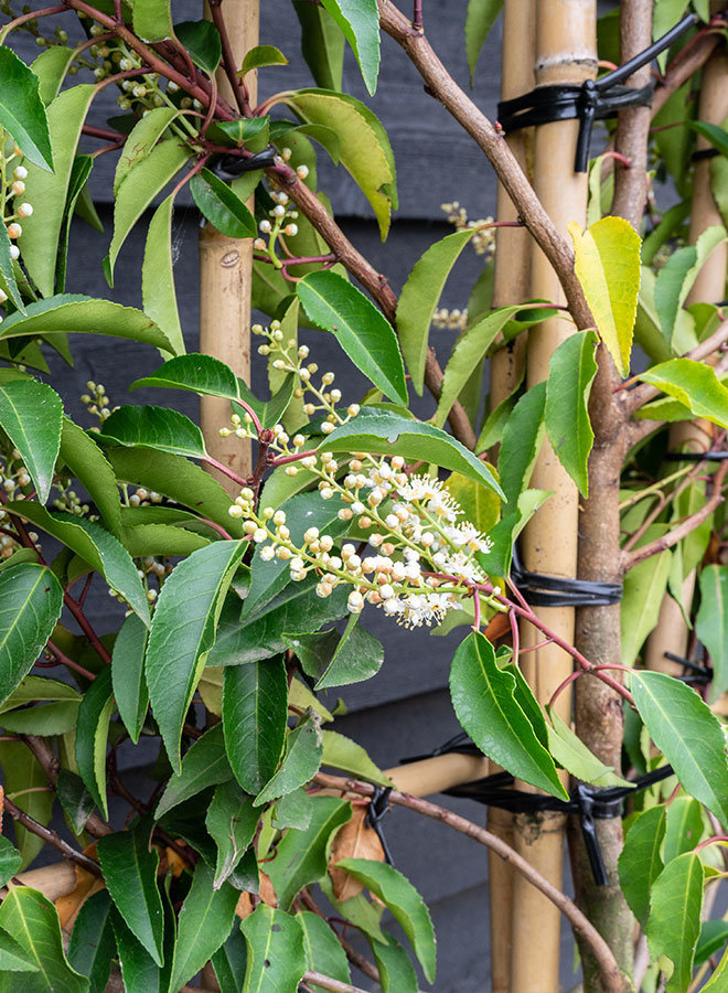 Portugese laurier als leiboom | Prunus lusitanica Angustifolia