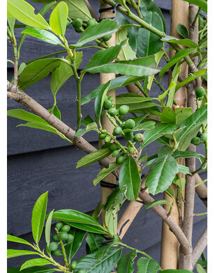Laurier als leiboom | Prunus laurocerasus Elly