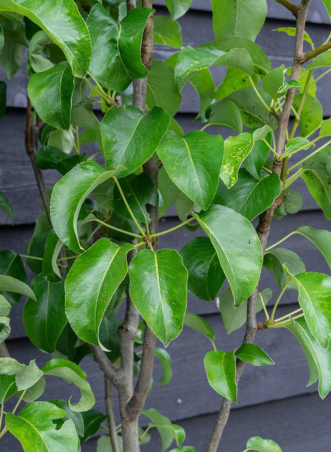 Perenboom | Pyrus communis Conference