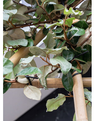 Olijfwilg leiboom | Elaeagnus ebbingei