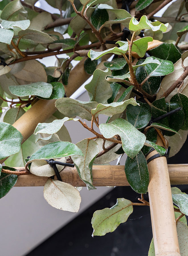 Olijfwilg als groenblijvende leiboom | Elaeagnus ebbingei