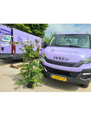 Perzisch ijzerhout |  Parrotia persica