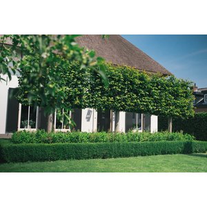 5 populairste leibomen