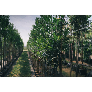 Waar moet je op letten bij aanschaf van een nieuwe boom?