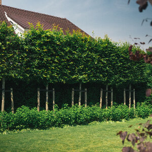 Waarom een boom in je tuin planten? 