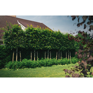 Waarom een boom in je tuin planten? 