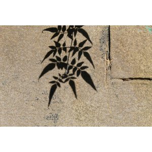 Zo verzorg jij jouw boom in de hete zomermaanden