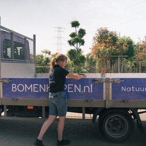 Boom planten in de zomer? Dit moet je weten!