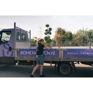 Boom planten in de zomer? Dit moet je weten!