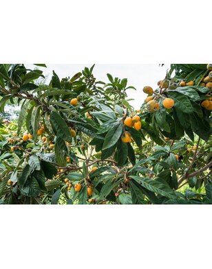 Japanse Mispel | Eriobotrya japonica Rose Anne