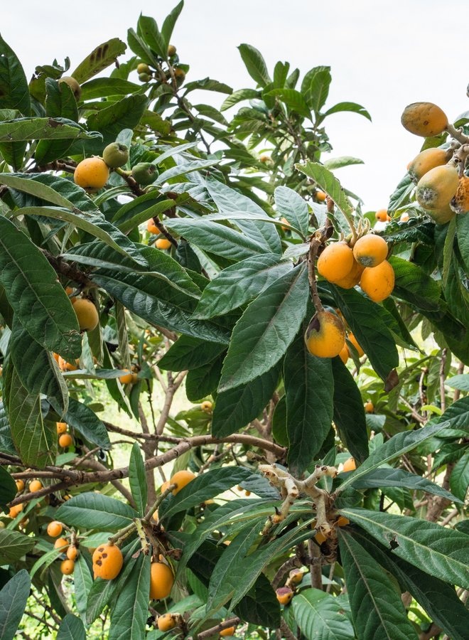 Japanse Mispel | Eriobotrya japonica Rose Anne