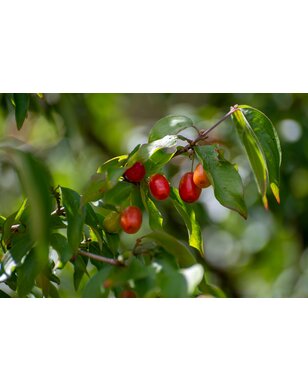 Aziatische kornoelje |  Cornus Officinalis/Mas
