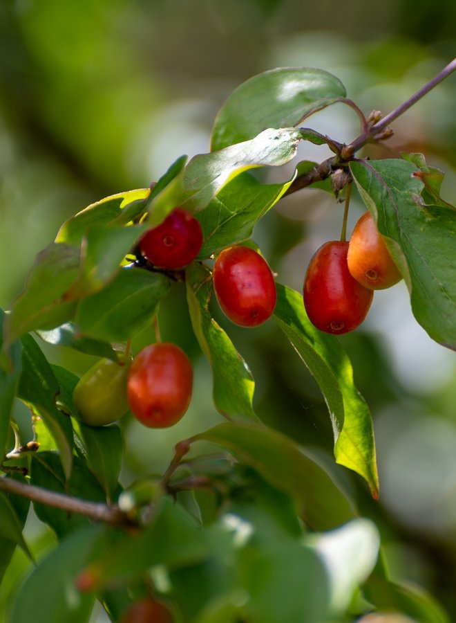 Aziatische kornoelje |  Cornus Officinalis/Mas