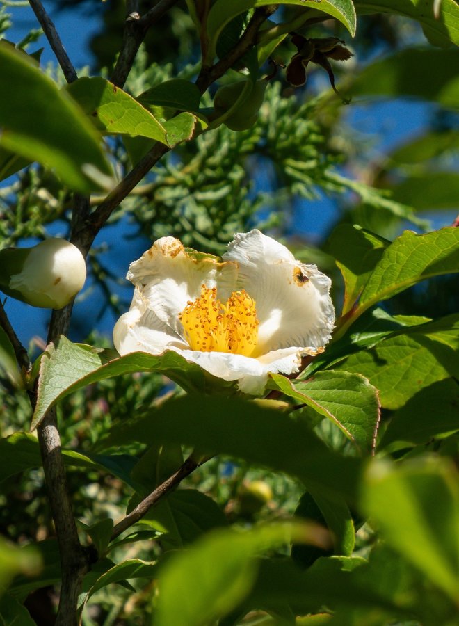 Schijncamelia | Stewartia pseudocamellia