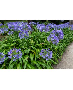 Afrikaanse lelie | Agapanthus africanus